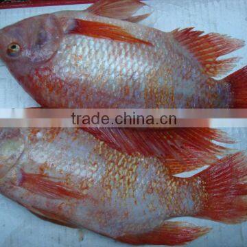 Frozen Red Tilapia fish W/R WGS BQF