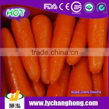 Fresh Carrot for Russia market