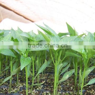 Seedling plastic dish tray whole sale in China for water plant vegetables