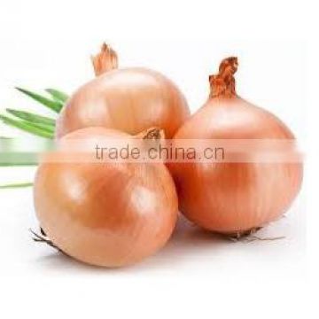 Organic Fresh Onions