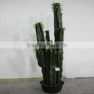 different kinds of cactus manufacturer