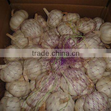 Supply Fresh Garlic