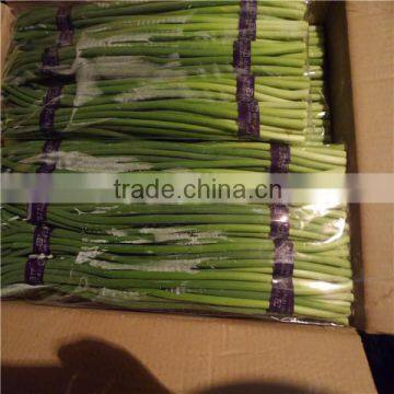 china fresh garlic shoots