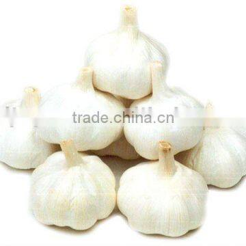 Pure White Garlic