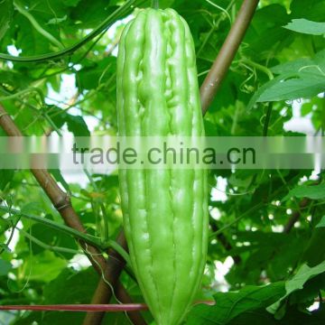 Hybrid bitter melon seeds Bitter gourd seeds for growing-Lv Bao