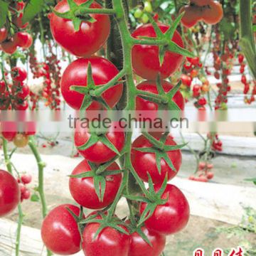 Hybrid high yield Cherry tomato seeds for growing-Excellent Baby