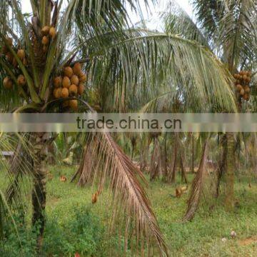 Natural Coconut Fruit Palm Tree