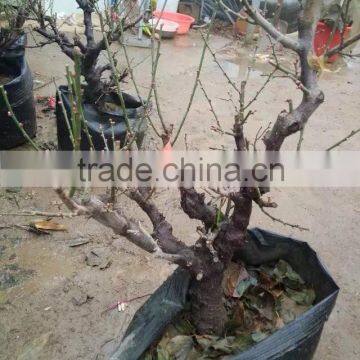 re Plum Prunus Mume Seedling Tree