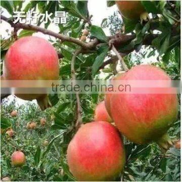 Easy Survival Pomegranate Seedling photo-2