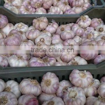 Fresh Style White Garlic From Cold Storage photo-4
