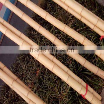 Tonkin Bamboo Canes for Horticulture