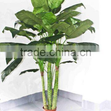 Oramental Green Bonsais photo-6