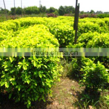 ficus microcarpa shrub tree