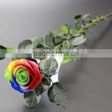 Good Quality Manufacture Quality Preserved Flower Gift Home Garden Decor