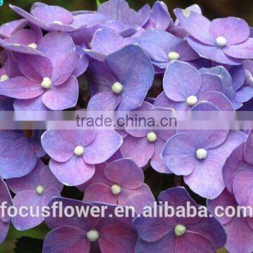 Cut Fresh Dark Purple Hydrangea Silk Flower Heads