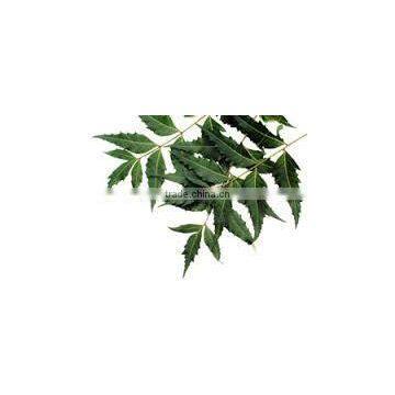 Azadirachda Indica Extract photo-2