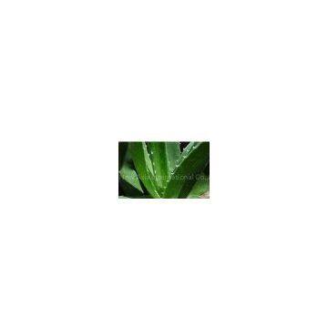 Aloe Vera Extract/Aloe barbadensis