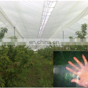 plastic tarpaulin sheet canopy protect cherry orchards against rain in Chile