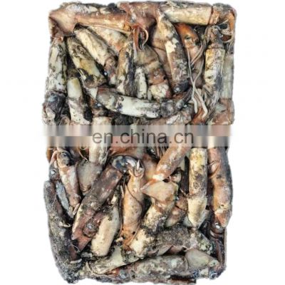 wholesale frozen black squid frozen