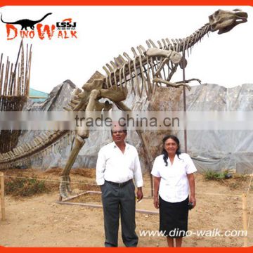 Dinosaur Skeleton Fossil 3d Statue Model for Amusement Exhibition