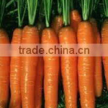 High Quality Dark Yellow Carrot Oil