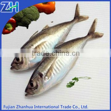 Trachurus japonicas seafood jack mackrel fish frozen horse mackerel wholesale price