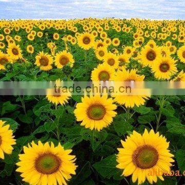 chinese black sunflower seeds 5009