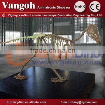 Simulation Dinosaur Skeleton High Quality