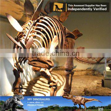 MY Dino-C076 Museum Educational Flexible Skeleton photo-5