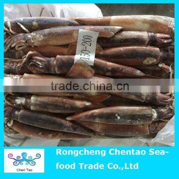 Fresh illex squid whole round