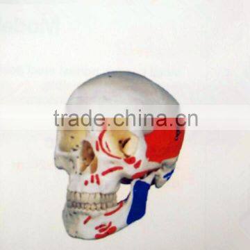 Life size natural colorized skull model