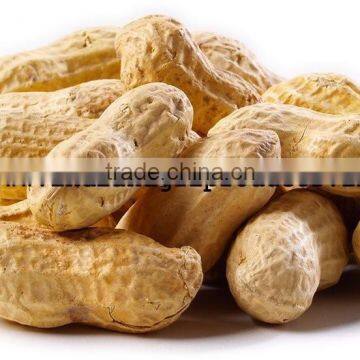 Peanut Exporter