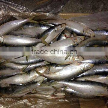 Low Price Ocean Seafoods Light Caught Frozen Sardine