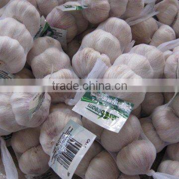 China garlic 2013 new crop