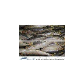 China origin horse mackerel whole round 20cm+