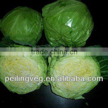 Shandong fresh purple cabbage 2013