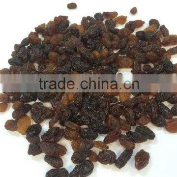 Normal size new crop dried sultana raisins cheap price