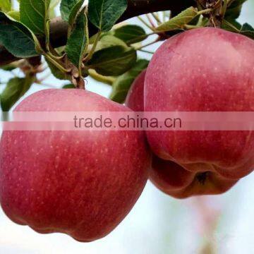 Red Color and Pome Fruit Product Type Red Delicious Apple photo-2