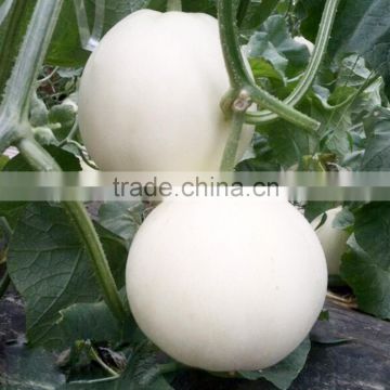 Hybrid sweet melon seeds sweet melon 06