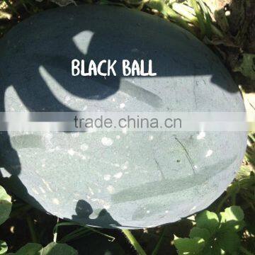 Black Ball Hybrid Watermelon Seeds photo-3