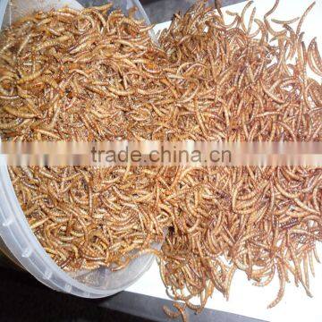 Dried Mealworm by Freeze for Pet (cat ,dog and Chicken) Food photo-2