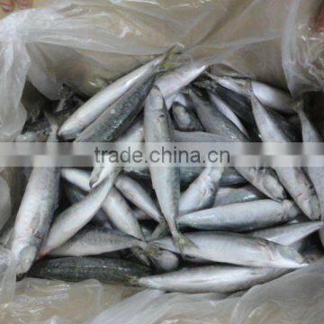 Frozen Whole Round IQF Round Scad photo-2