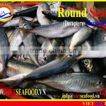 FROZEN MARUADSI WHOLE ROUND (ROUND SCAD) photo-6