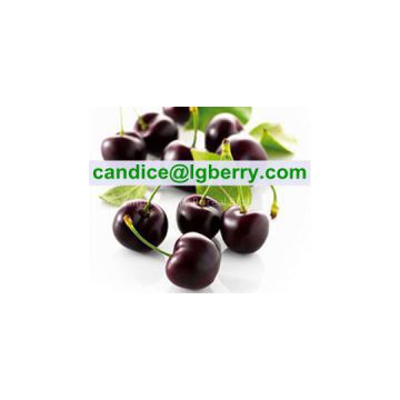 Natural black cherry extract powder