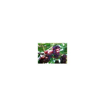 Grape Seed Extract sweetyhuir(at)hotmail(dot)com