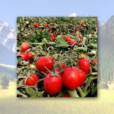 Tomato Powder/Lycopene Powder photo-5