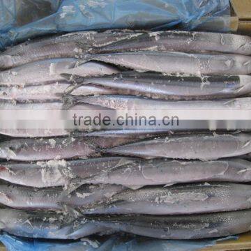 seafrozen pacific saury wr