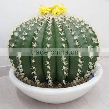 2014 new design best selling artificial plants cactus ball with pot