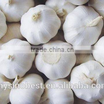 2016 New Crop Chinese Fresh Garlic photo-2