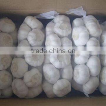 5.5cm fresh normal white garlic price in shandong jining